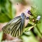 Margined White Butterfly