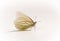 Margined White Butterfly - Pieris marginalis