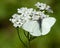 Margined White, Pieris marginalis, Butterfly on White Wildflowers, Bear Creek Trail, Telluride, Colorado