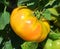 Margold tomatoes