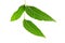 Margosa, nim or neem tree, genus Melia green leaf isolated on white background