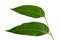 Margosa, nim or neem tree, genus Melia leaf isolated on white ba