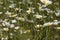 Margriet, Daisy, Leucanthemum spec
