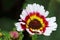 Margriet Rainbow Flower Chrysanthemum carinatum