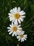 Marguerite Blossom. CMarguerite Blossom. Collection edible plants. Healing power on my set meal