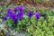 Marguerite daisies and blue flowers bloom next to the ivy in a flowerpot outdoors