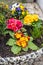 Marguerite daisies and blue flowers bloom next to the ivy in a flowerpot outdoors