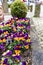 Marguerite daisies and blue flowers bloom next to the ivy in a flowerpot outdoors