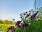 Marguerite daisy flower in Kochia Hill at Hitachi seaside park, Japan