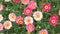 Marguerite Daisy Flowers Pink Red HD Stock Footage