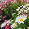 Marguerite daisy in front of the garden.