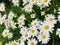 Marguerite Daisy. White daisy close up view.