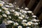 Marguerite, dog daisy - Leucanthemum vulgare