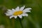 Marguerite with drops of Water on a green Background