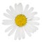 Marguerite flower