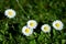 Marguerite flowers, small daisy