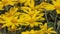 Marguerite, Leucanthemum maximum, hybrid `Sunshine`, pale yellow summer marguerite. Ornamental flowers for garden, park, andscap