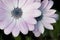 Marguerite Margurite Osteospermum