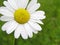 Marguerite with water drops