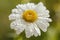 Marguerite - water drops - macro