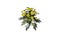 Marguerite yellow flowers. Full HD. Alpha channel included.