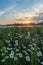 Marguerites on a meadow in spring at sunrise. At Bayreuth, Germany, Wilhelminenaue.