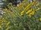 Marguerites with no petals. Winter yellow flowers