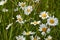 Marguerites wild flower in green grass. Abstract summer background