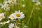 Marguerites wild flower in green grass. Abstract summer background