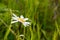 Marguerites wild flower in green grass. Abstract summer background