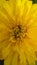 Mari gold flower macro photo
