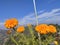 Mari Gold Flower with mountain background