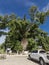 Maria Aurora, Aurora, Philippines - The Balete Tree Millenium Tree, a tourist spot near Baler