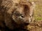 Maria Island - Wombat close up