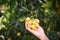 Marian plum fruit in marian plum tree in the garden tropical fruit orchard, Name in Thailand Sweet Yellow Marian Plum Maprang