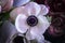 Marianne white. Anemore. Anemone means Windflower in Greek.