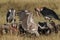 Maribou storks and vultures feeding on a carcass