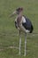 Maribu Stork seen at masai Mara,Kenya,Africa
