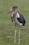 Maribu Stork seen near Lake Naivasha in Kenya