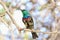 Marico Sunbird - Wild Bird Background from Africa - Colors on a Tree