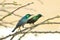 Marico Sunbird - Wild Bird Background double from Africa - Colors of life
