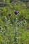 Marien`s thistle, Christ`s crown, mauve blossom on a meadow