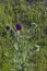 Marien`s thistle, Christ`s crown, mauve blossom on a meadow