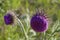 Marien`s thistle, Christ`s crown, mauve blossom on a meadow