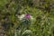 Marien`s thistle, Christ`s crown, mauve blossom on a meadow