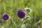 Marien`s thistle, Christ`s crown, mauve blossom on a meadow