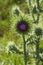 Marien`s thistle, Christ`s crown, mauve blossom on a meadow