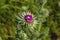 Marien`s thistle, Christ`s crown, mauve blossom on a meadow