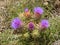 Marien`s thistle plant in flower