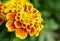 Marigold